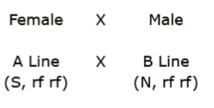 Female A Line (S, rf rf) crossed with Male B Line (N, rf rf)