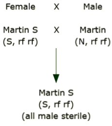 Female Martin S (S, rf rf) crossed with Male Martin (N, rf rf) yields Martin S (S rf rf), all male sterile.