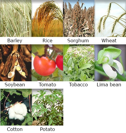 Example photos of Barley, Soybean, Cotton, Rice, Tomato, Potato, Sorghum, Tobacco, Wheat, and Lima bean.