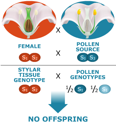 Graphic showing a female (S1S2) flower breeding with a pollen source (S1S3) leading to no offspring.