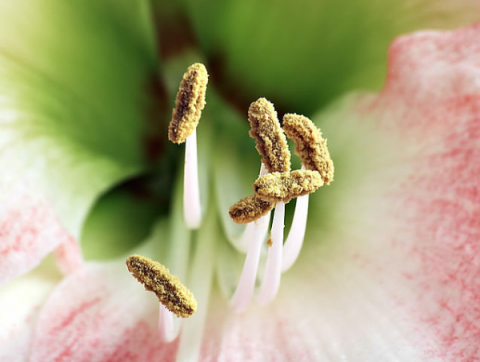 Close-up photo of stamens of a flower with pollen.