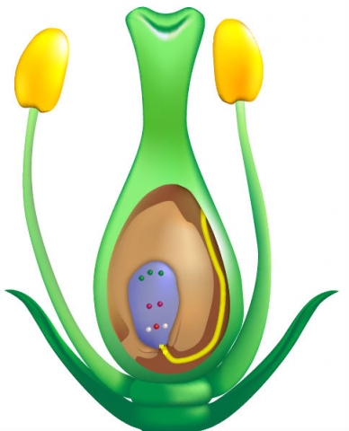 Graphic showing the interior of a plant ovule.