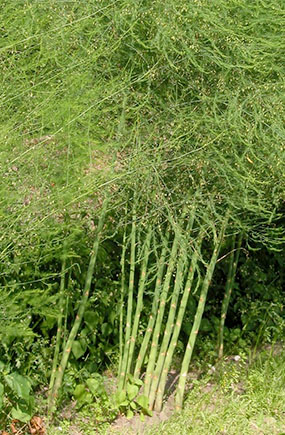 Photo of long stalks of asparagus plants.