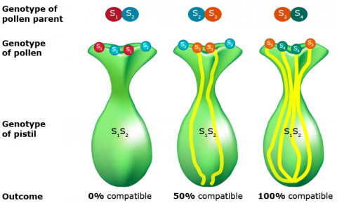 Graphic showing the genotype of pollen parents and their compatibility.