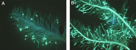 Pollen grains photographed in fluorescent colors along the tips of a long grass plant. 2A has only a few grains fluorescing but not the plant. 2B's whole plant appears to fluoresce.