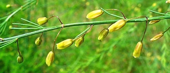 Photo of asparagus flowers.
