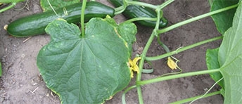 Photos of cucumber flowers.