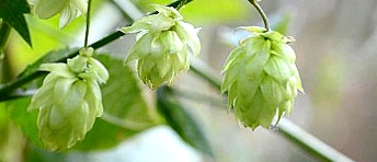 Photo of hops flowers.
