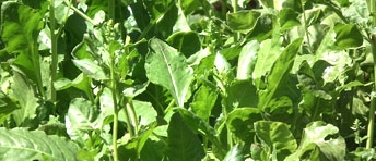 Photo of spinach flowers.