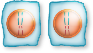 Daughter cells formed by mitosis: two cells with two pairs of chromosomes each.