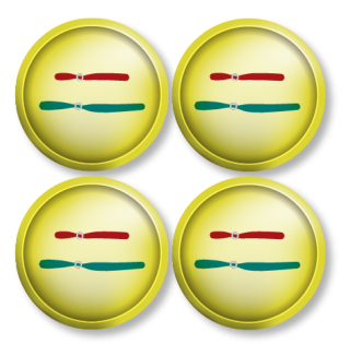 Daughter cells formed by meiosis, 4 cells with one pair of chromosomes each.