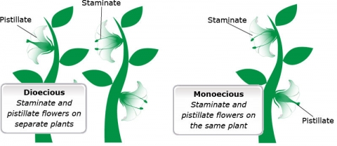 Simple graphic of Dioecious (staminate and pistillate flowers on separate plants) and monoecious (Staminate and pistillate flowers on the same plant) plants.