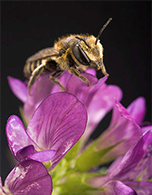 bee on a flower