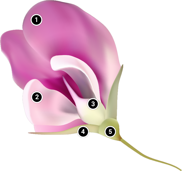 A diagram of a flower with numbered labels, described below.
