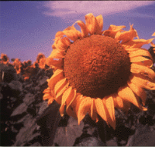 photo of a sunflower