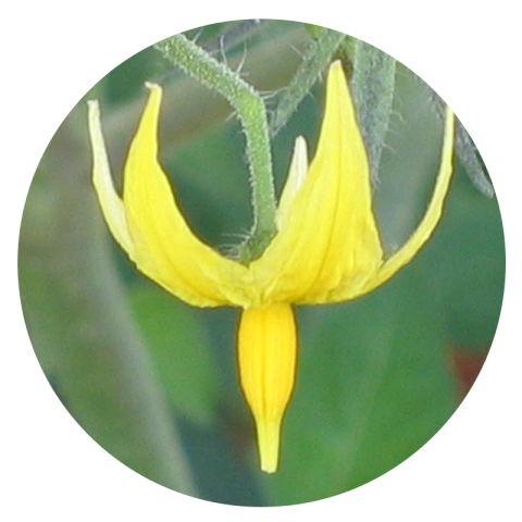 Photo of a yellow tomato flower, with a closed center.