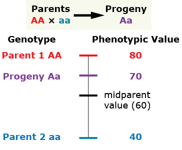 Parents AA and aa create progeny Aa. The Phenotypic Value of Parent 1 is 80, of Progeny Aa is 70, the midparent value is 60, and the value of Parent 2 (aa) is 40.