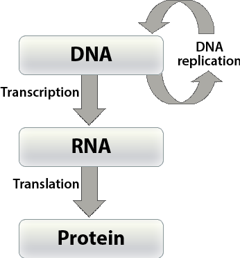 DNA becomes RNA through transcription, which becomes proteins through translation.