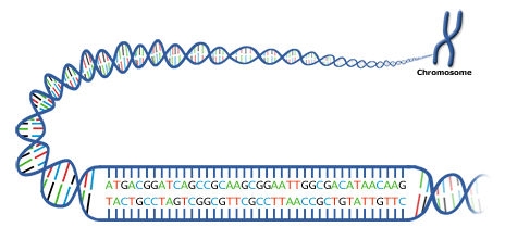Graphic of a chromosome zoomed in to see DNA and the sequence of bases within it.