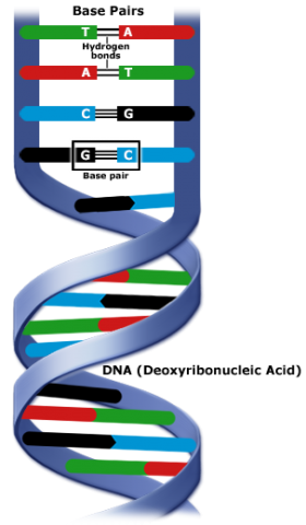 A graphic showing a DNA strand, with base pairs highlighted. T and A pairs and C and G pairs are joined by hydrogen bonds.