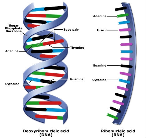 DNA and RNA graphics are labeled, Adenine, cytosine, and guanine are found in each. Uracil is found in RNA whereas Thymine is found in DNA.