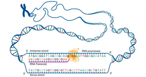 Graphic representation of RNA transcription.