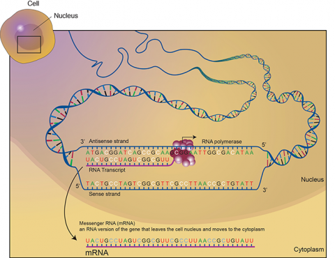 mRNA displayed outside of the cell as it leaves the nucleus, compared here to a strand of DNA.