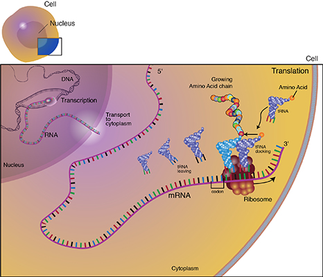 mRNA is displayed moving through the cell's ribosomes to create amino acids.