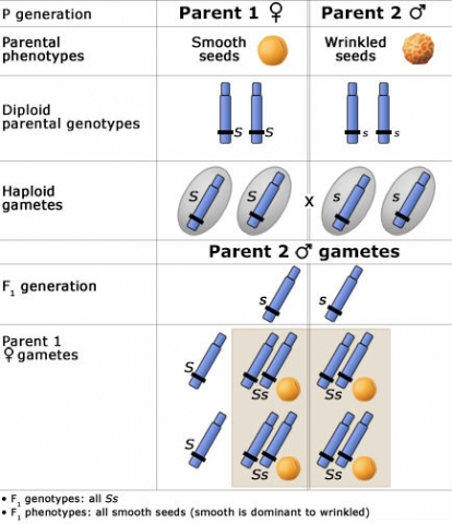 When a parent with all dominant traits crosses with a parent with all recessive traits, all the offspring in F1 will carry the dominant trait.