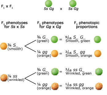 The phenotypes of Ss Gg pairs mix colors (green, orange) and textures (smooth, wrinkled). The most common is still the dominant (green, smooth), but 1/16 of F2 will still exhibit the recessive ssgg phenotype (wrinked, orange).