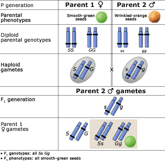 When two separate genotypes are part of a cross breed between a full recessive and full dominant pair, the first generation will still keep all dominant offspring in F1.