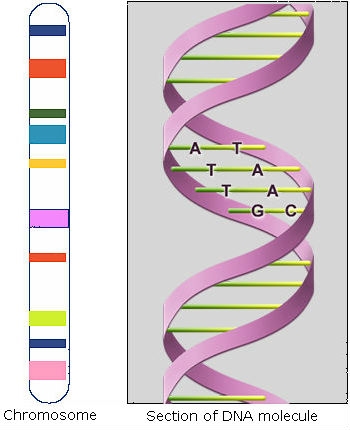 Simple graphic representation of a chromosome and Section of DNA molecule.