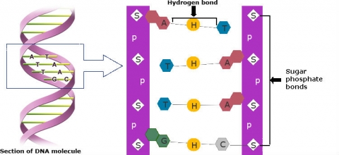 Section of a DNA molecule zoomer in to show the hydrogen bonds and sugar phosphorous bonds which make up its "ladder" shape.