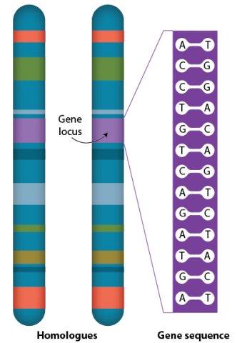 Two identical chromosomes (homologues) with a gene locus (large matching area) where a gene sequence is highlighted.