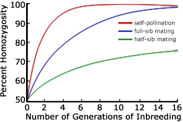 Line graph showing homozygosity through inbreeding.