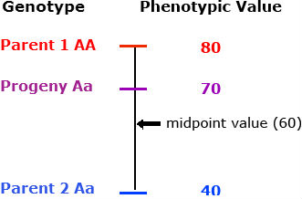 Genotype charted against pheotypic value. Heterozygous progeny has a PV of 70; Homozygous dominant parent has a PV of 80; Homozygous recessive parent has a PV of 40. midpoint value is 60.