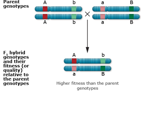 Parent genotypes with Dominant A and recessive b, and dominant B and recessive a, lead to offspring with a higher fitness than the parent genotypes.