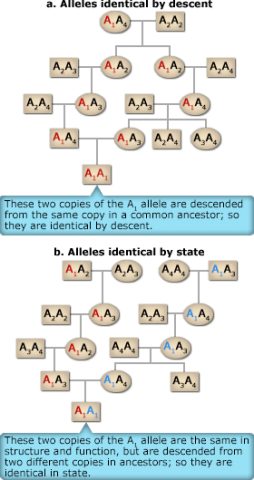 Chart showing alleles that are identical through (a) descent or (b) state. In a, the two copies of the A1 allele are descended from the same copy in a common ancestor. In b, the two copies of the A1 allele are the same in structure but descend from two different copies in ancestors.