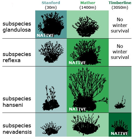 Plant subspecies mapped against test sites. Most flourish at their native elevation, doing worse the farther from their original elevation they are planted.