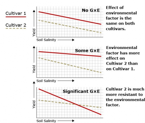 Three line graphs. With no GxE, the environmental factor is equal. With some GxE, there is some effect on cultivar 2. With significant GxE, cultivar 2 is much more resistant to environmental factors.