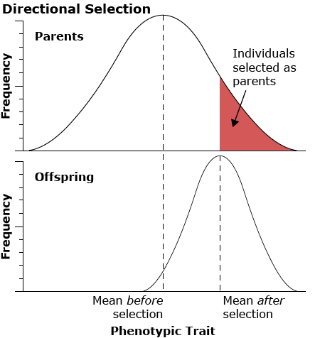 Two distribution graphs, the first is a normal bell curve, the second skews hard to one side.