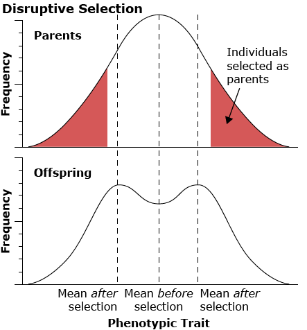 Two distribution graphs, the first is a normal bell curve, the second dips in the middle and rises on each side.
