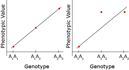 Two line graphs showing phenotypic value for two genotypes.