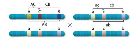 Visualization of four chromosomes, showing how a testcross might end up with two sets of recessive alleles.