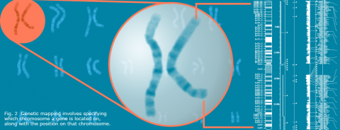 Close-up realistic visualization of a chromosome.