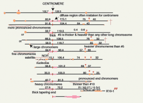 Lines labeled with chromosomes with the centromere pointed out on each.