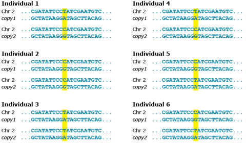 Visualization of DNA sequences.