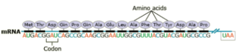 Amino acid chain with labeled codons.
