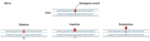 Mutation deletions, insertions, and substitutions