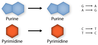 Transition: purine replaced by a different purine or pyrimidine by a different pyrimidine